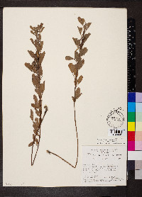 Indigofera lespedezioides image