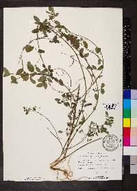 Indigofera lespedezioides image
