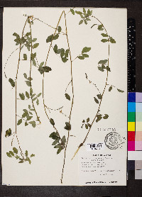 Indigofera lespedezioides image