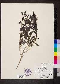 Indigofera suffruticosa image