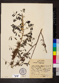 Indigofera suffruticosa image