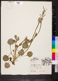 Ranunculus micranthus image