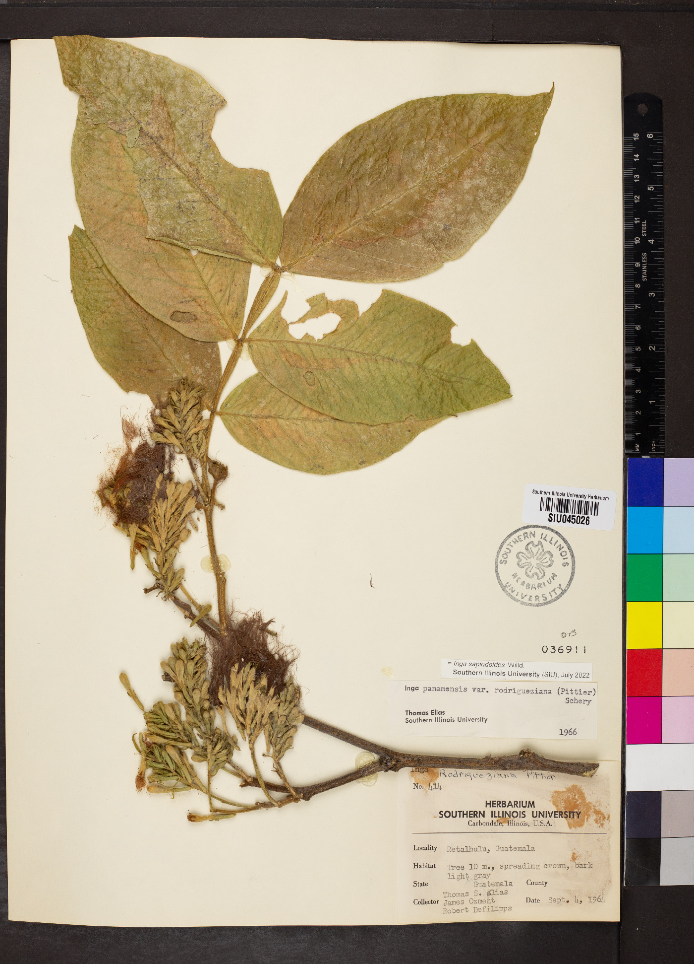 Inga sapindoides image