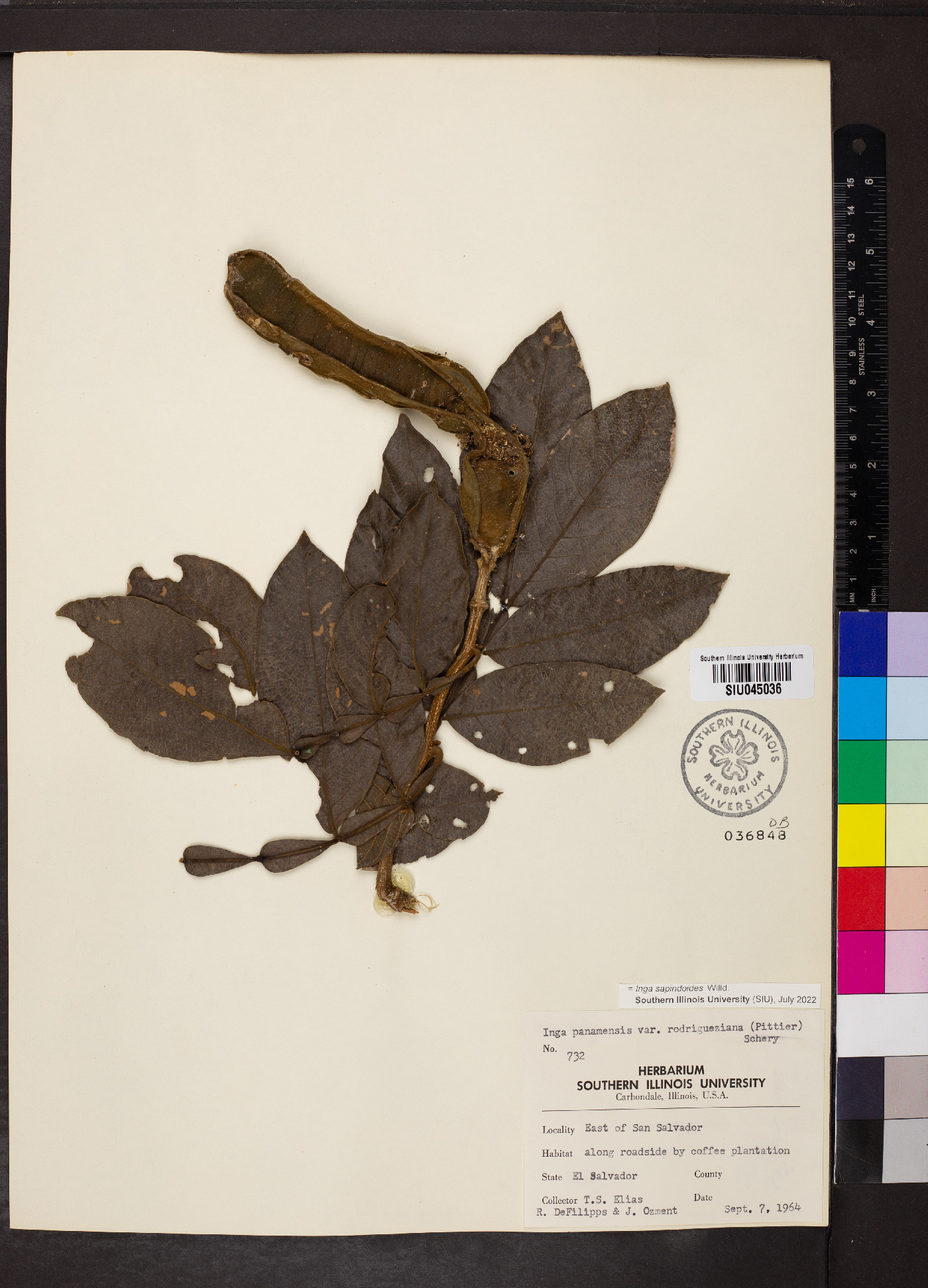 Inga sapindoides image