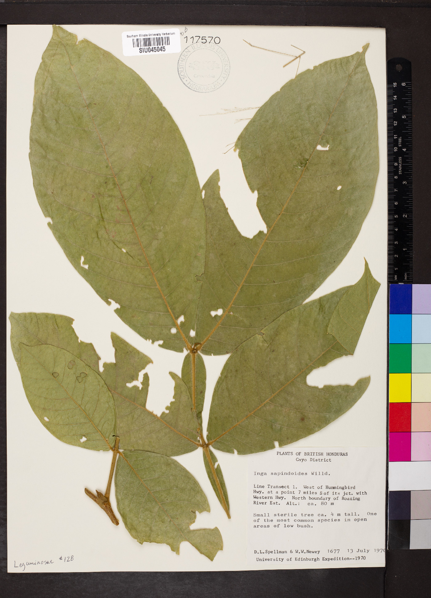 Inga sapindoides image