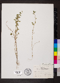 Kummerowia stipulacea image