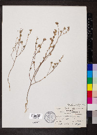 Kummerowia stipulacea image