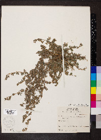 Kummerowia stipulacea image