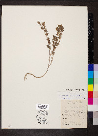 Kummerowia stipulacea image