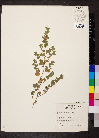 Kummerowia stipulacea image