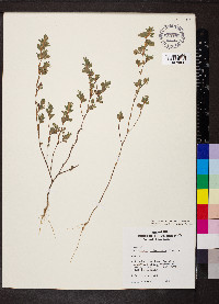 Kummerowia stipulacea image