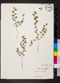 Kummerowia stipulacea image