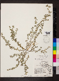 Kummerowia stipulacea image