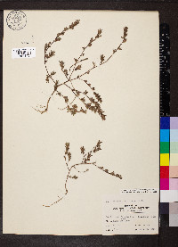 Kummerowia stipulacea image