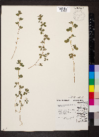 Kummerowia stipulacea image