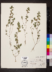 Kummerowia stipulacea image