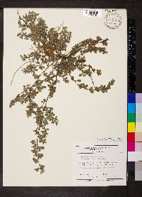 Kummerowia stipulacea image