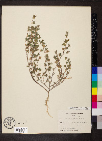 Kummerowia stipulacea image