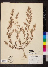 Kummerowia stipulacea image