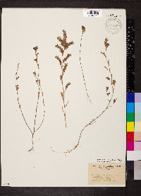 Kummerowia stipulacea image