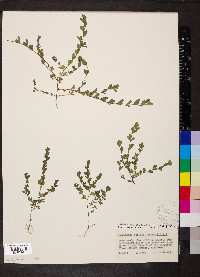 Kummerowia striata image