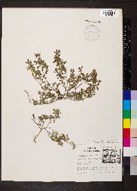 Kummerowia striata image