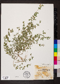 Kummerowia striata image