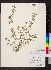 Kummerowia striata image