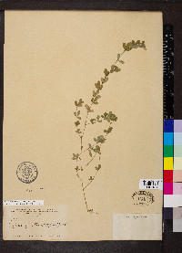 Kummerowia striata image
