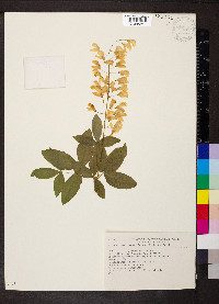 Laburnum alpinum image