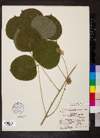 Lackeya multiflora image