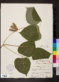 Lackeya multiflora image