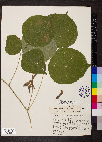 Lackeya multiflora image