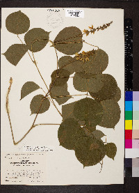 Lackeya multiflora image