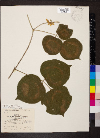 Lackeya multiflora image