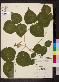 Lackeya multiflora image