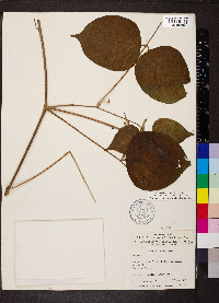 Lackeya multiflora image