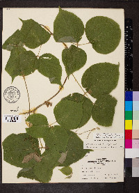 Lackeya multiflora image