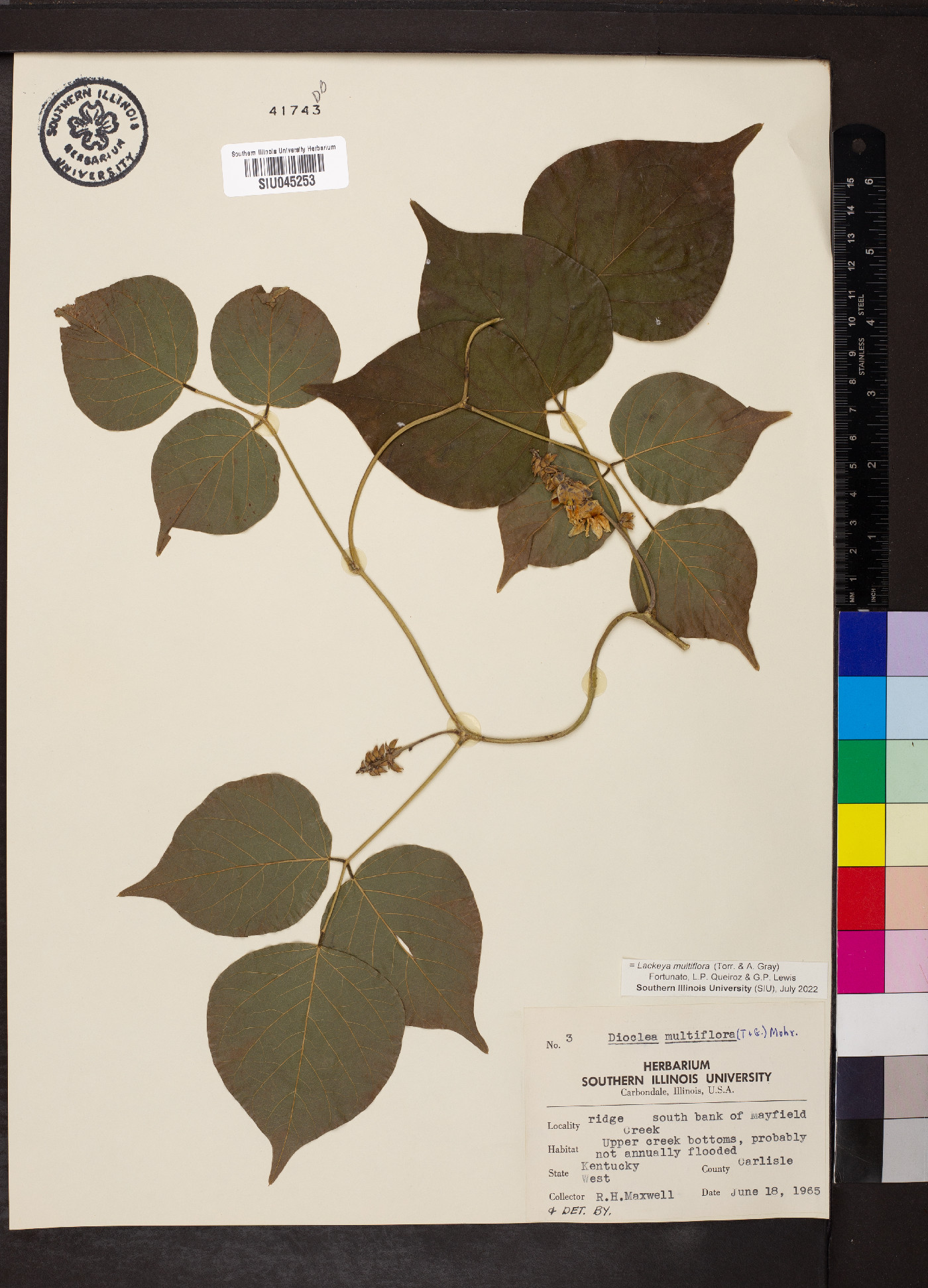 Lackeya multiflora image