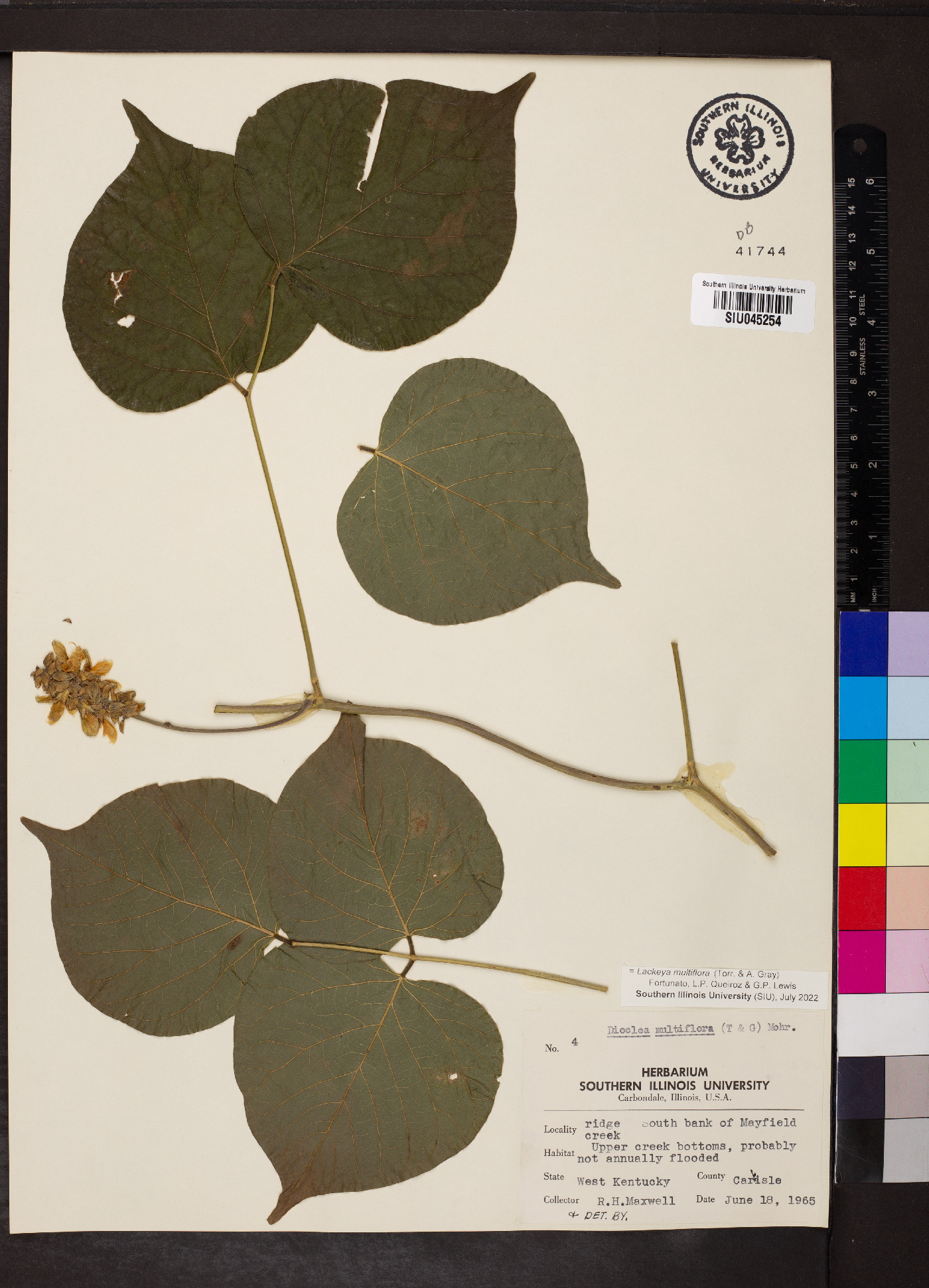 Lackeya multiflora image