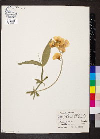 Lathyrus latifolius image