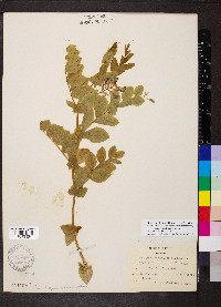 Lathyrus maritimus image