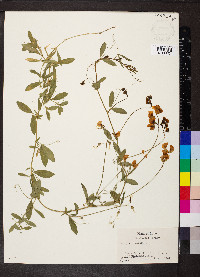 Lathyrus tuberosus image