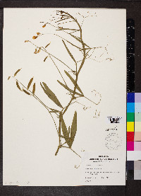Lathyrus hirsutus image