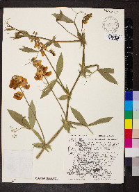 Lathyrus latifolius image