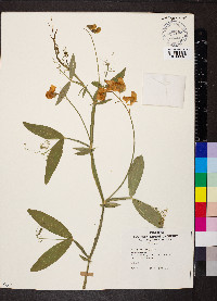 Lathyrus latifolius image