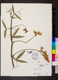 Lathyrus latifolius image