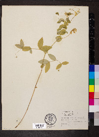 Lathyrus ochroleucus image