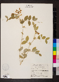 Lathyrus ochroleucus image