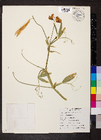 Lathyrus palustris image